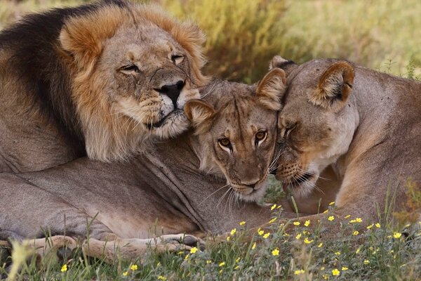 Familia de leones en la naturaleza