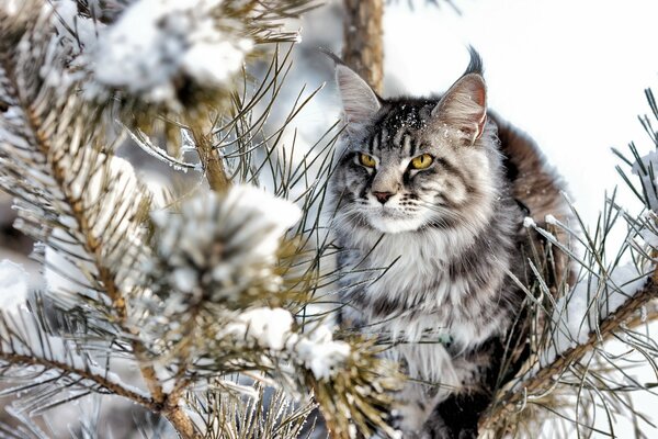 Gato gris Mira ramas de pino en la nieve