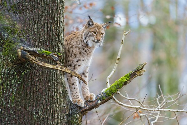 The lynx is standing on a tree branch covered with moss