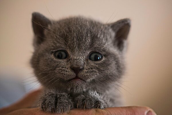 Grey kitten looks cute