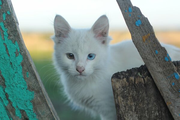 Chaton blanc avec des yeux différents