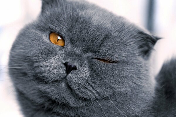 The contented muzzle of a gray cat