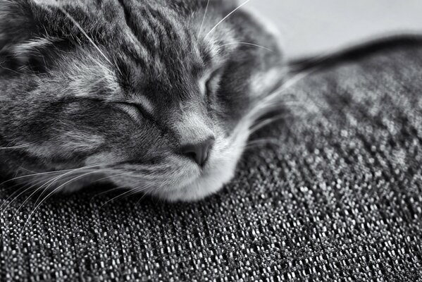 Imagen de un gato dormido en blanco y negro