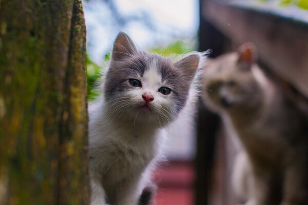 Los gatitos se asoman por un poste