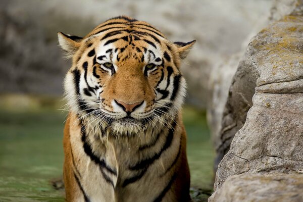 Tigre che fa il bagno con un muso triste