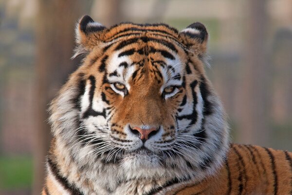 Una tigre con uno sguardo malvagio guarda la telecamera