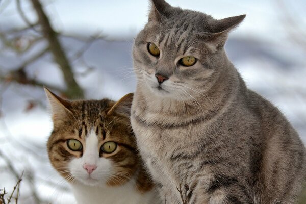 Dos gatos en un paseo de invierno