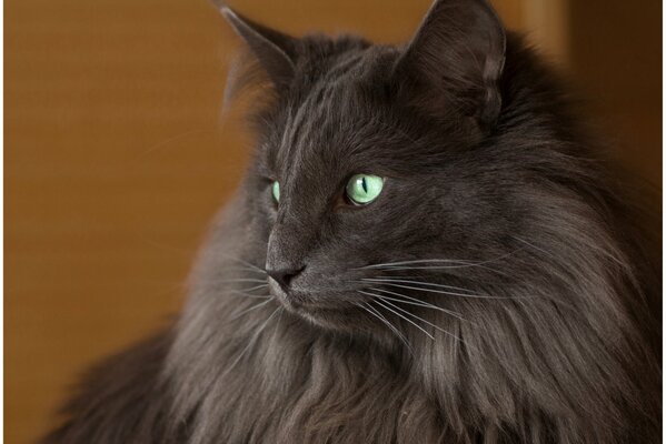 La mirada melancólica de un gato gris peludo