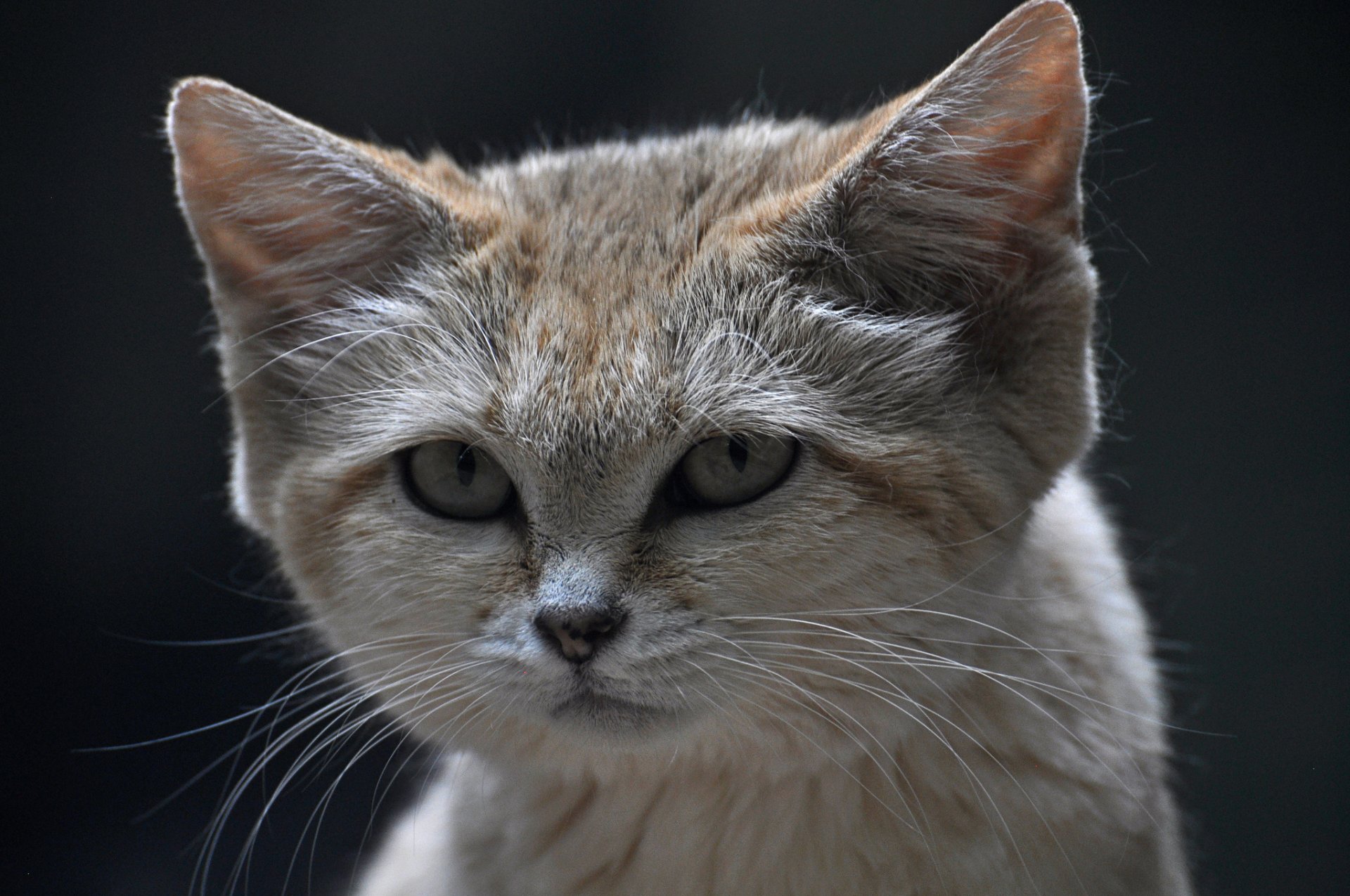 gato de terciopelo gato de arena mirada hocico gato de arena