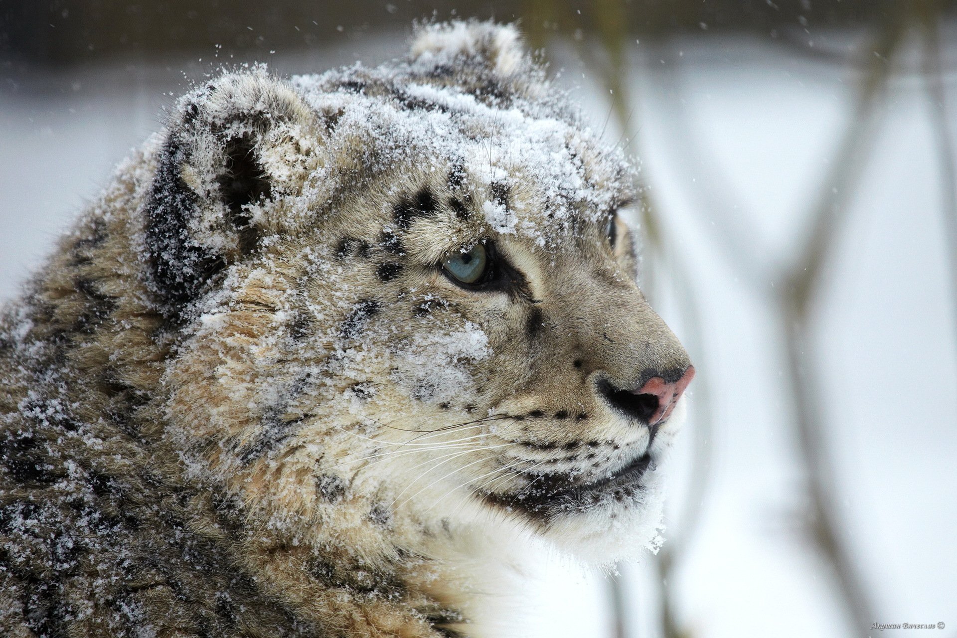 now leopard snow leopard muzzle gaze predator snow