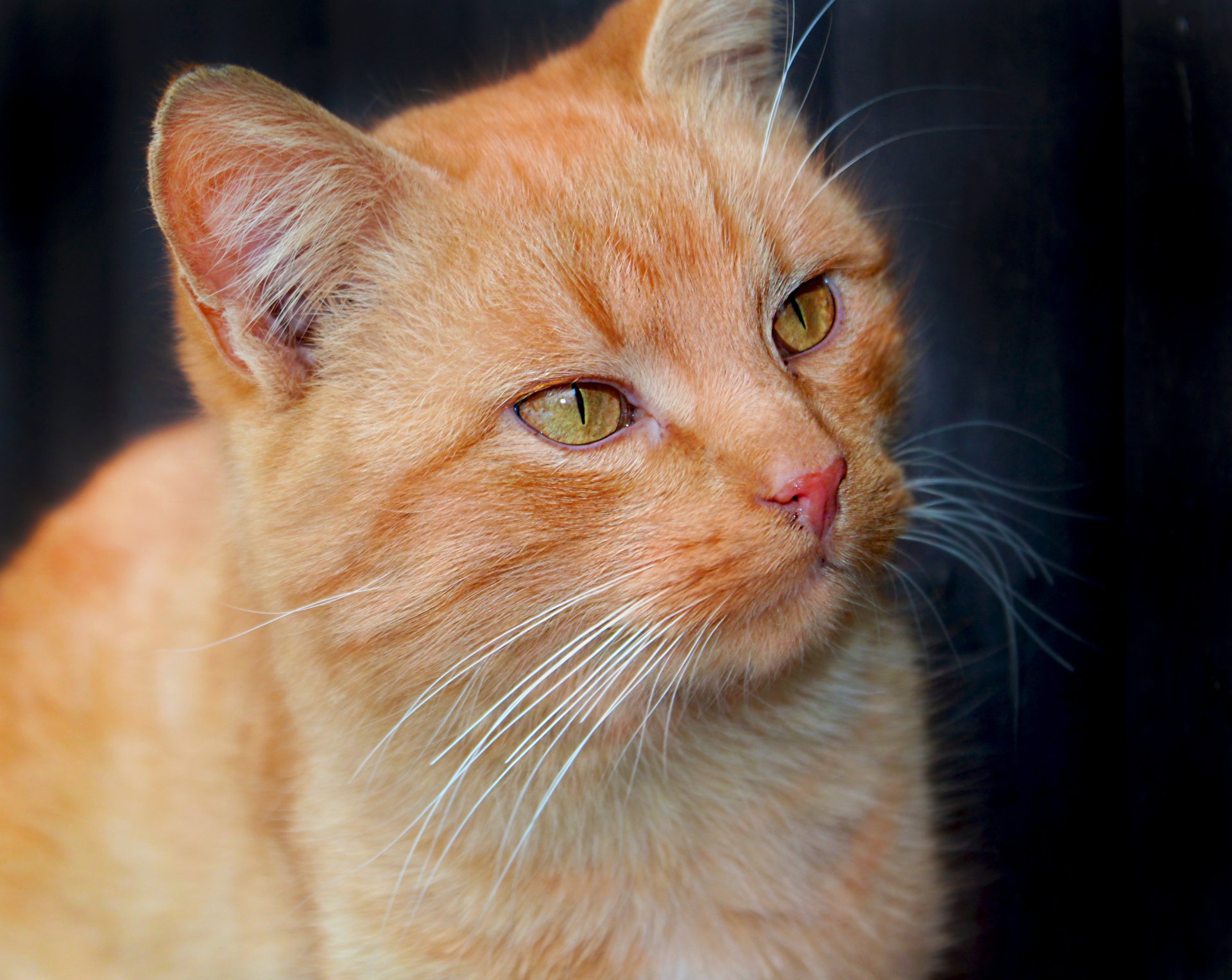 chat rouge museau yeux regard moustache oreilles animal