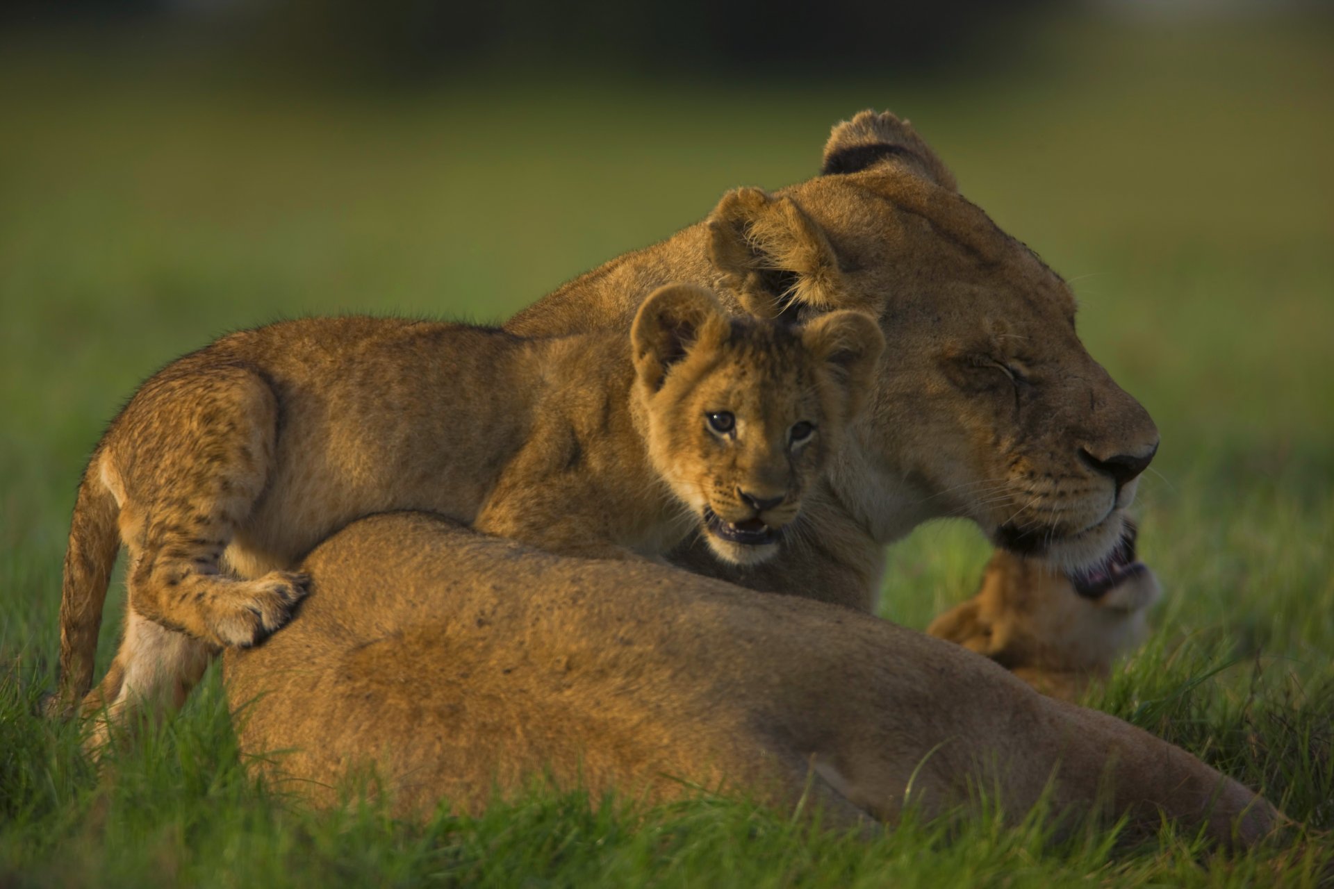 lioness cubs pride family