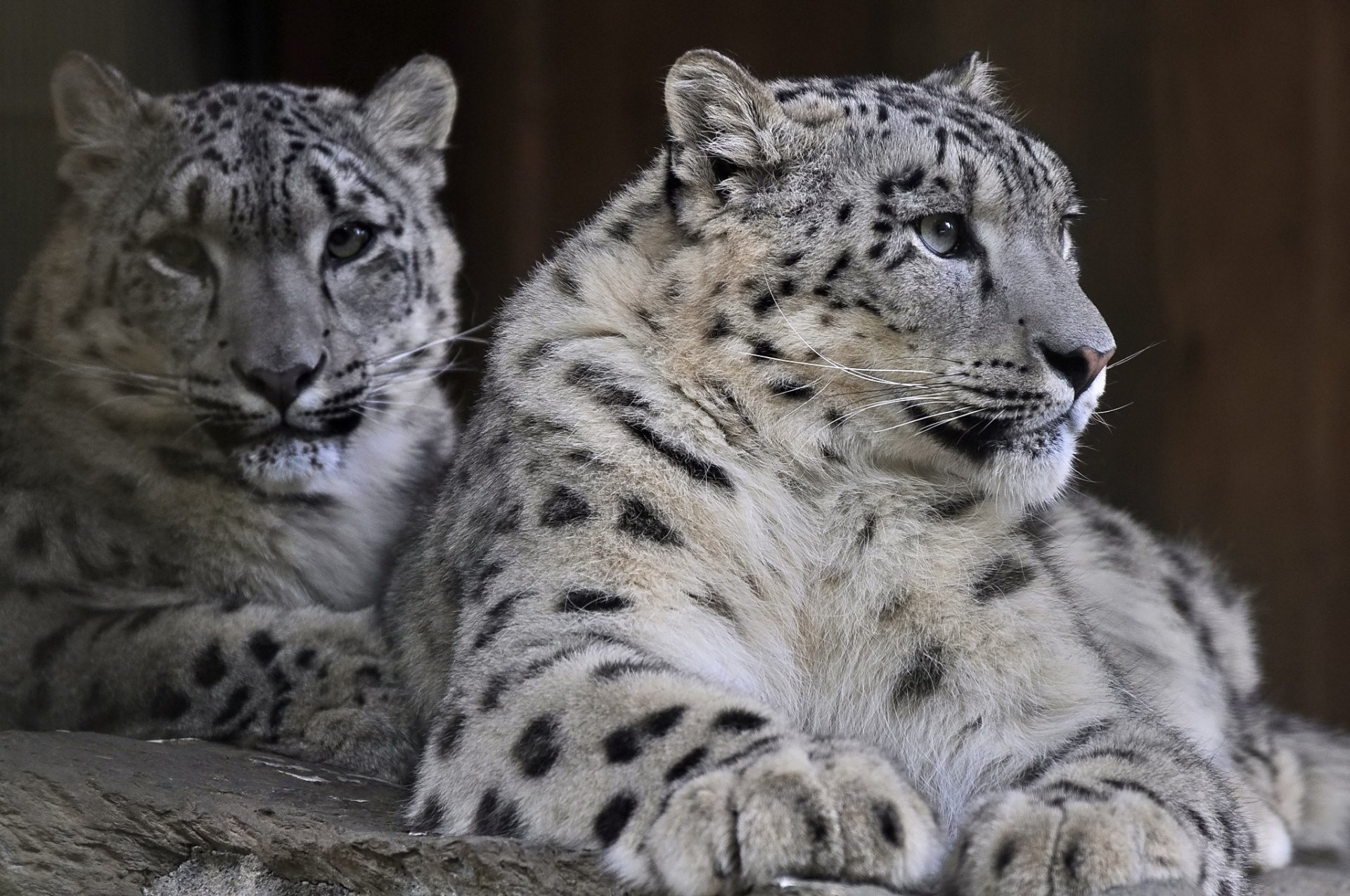 now leopard snow leopard predator family couple