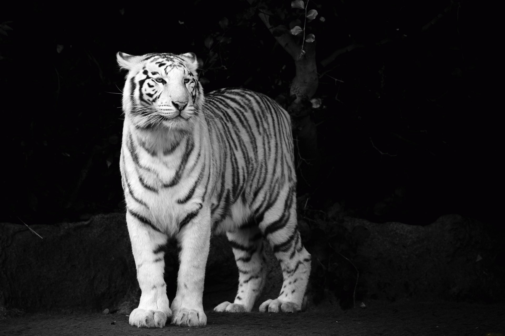 tiger white face view predator black and white wallpaper b / w