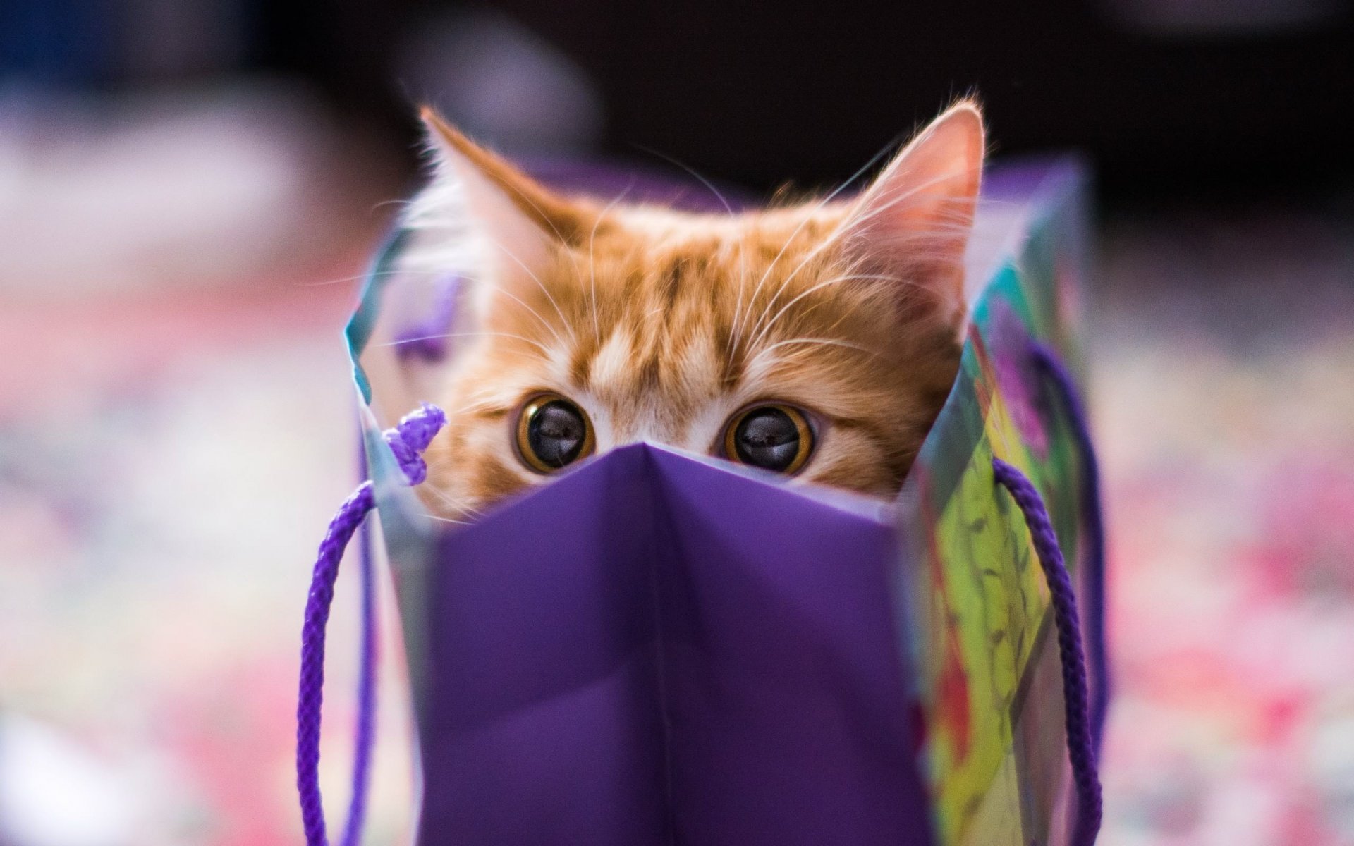 katze rot blick paket