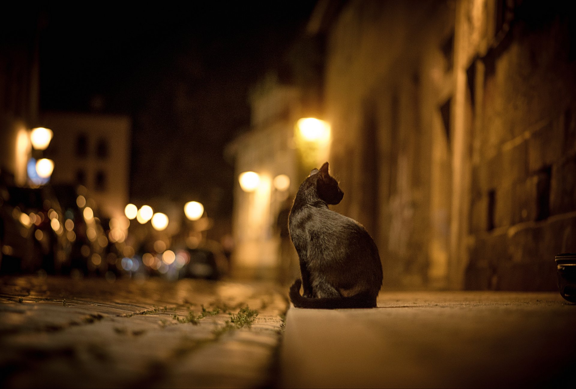 gato negro gato ciudad noche calle bokeh luces camino adoquines acera