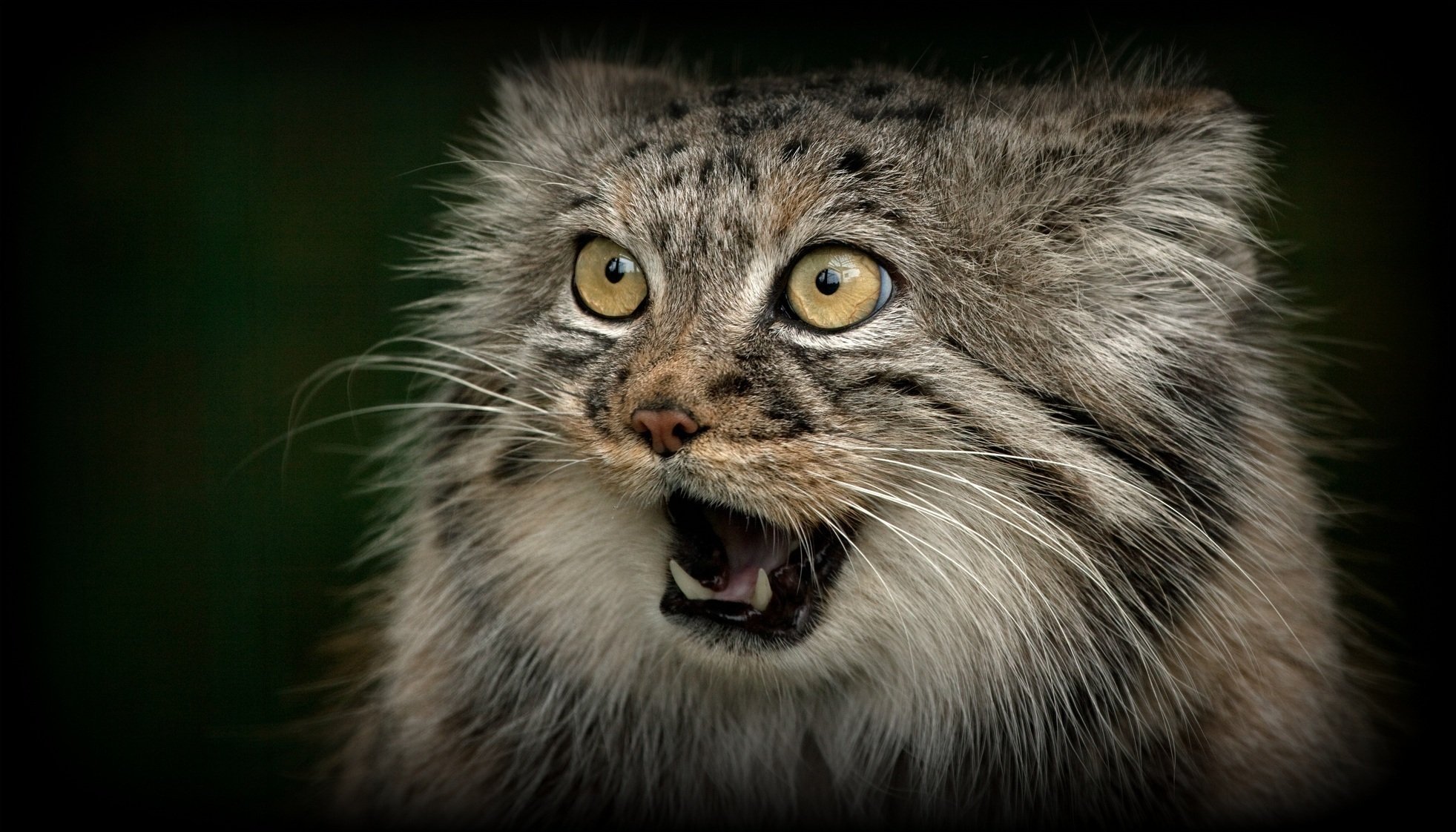 manul chat sauvage prédateur museau gueule crocs © ania jone