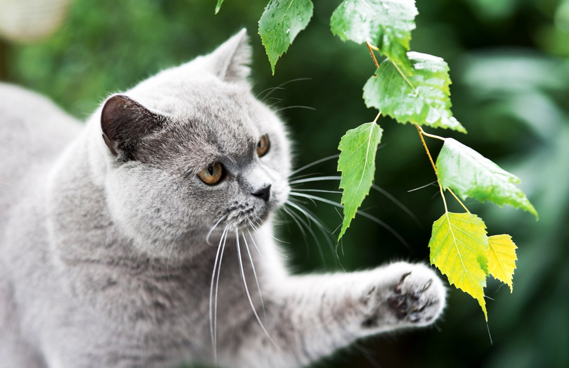 chat britannique gris britannique chat patte branche feuilles verdure