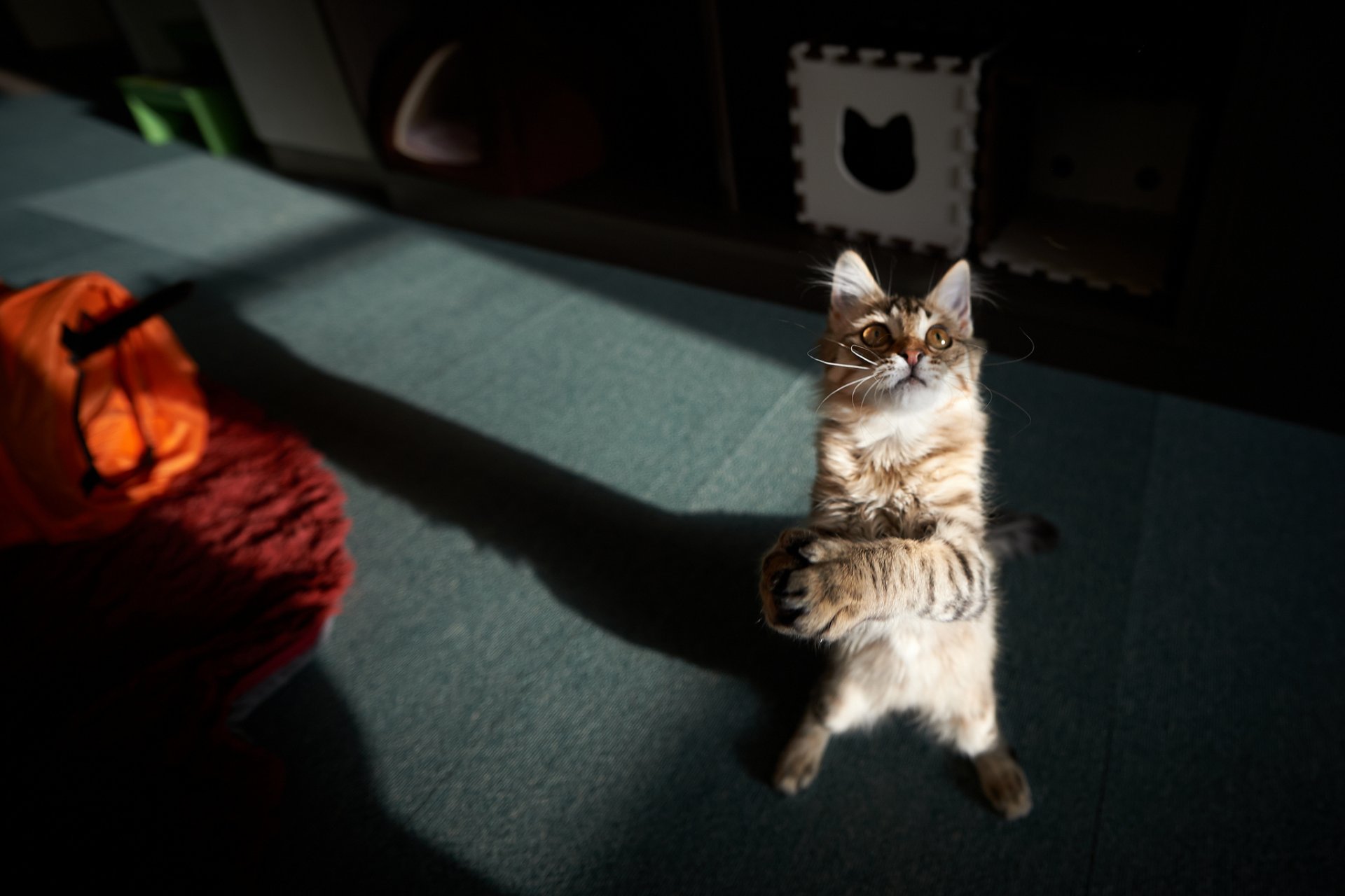 katze katze stehend zimmer spiel pfoten