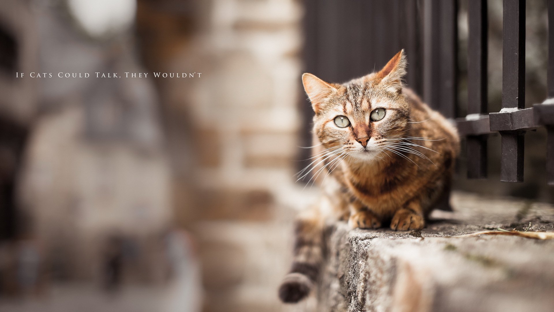 gatto sfondo strada