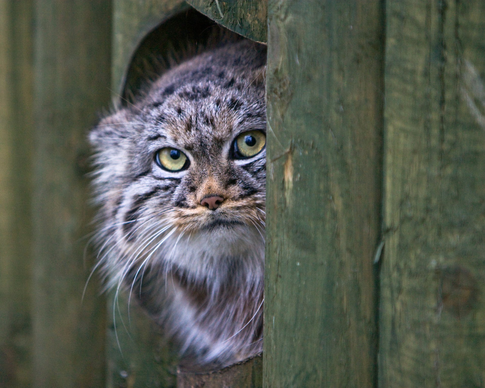 manul katze blick schnauze