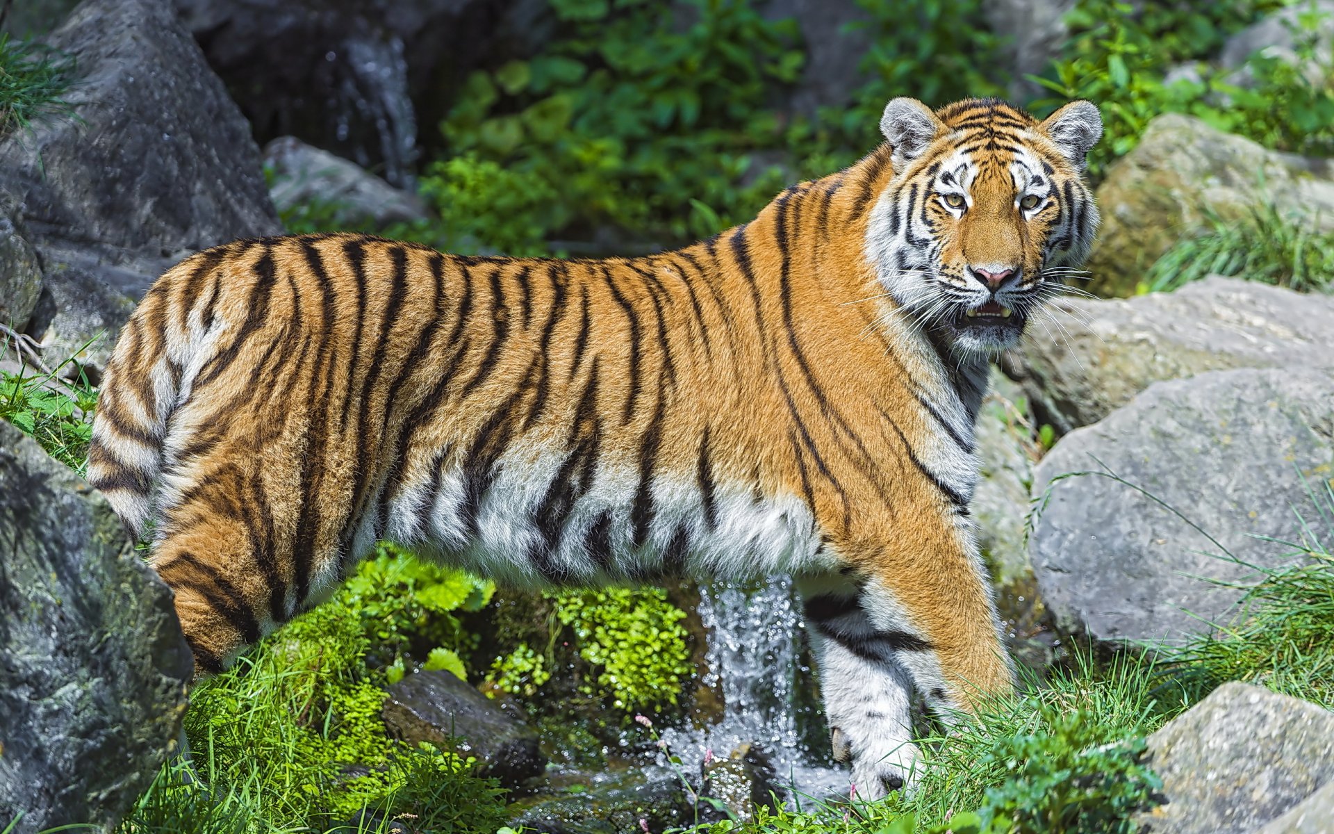 amur-tiger raubtier steine bach