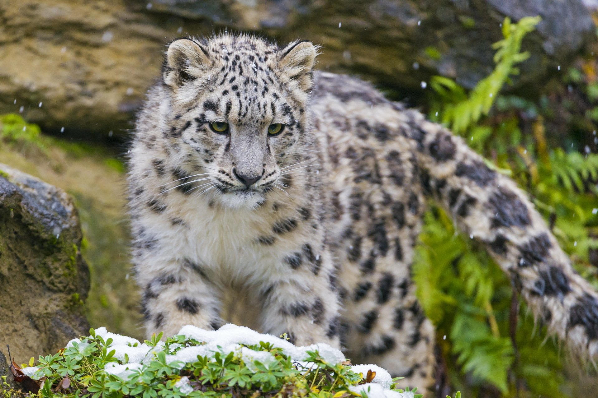 léopard des neiges irbis museau prédateur