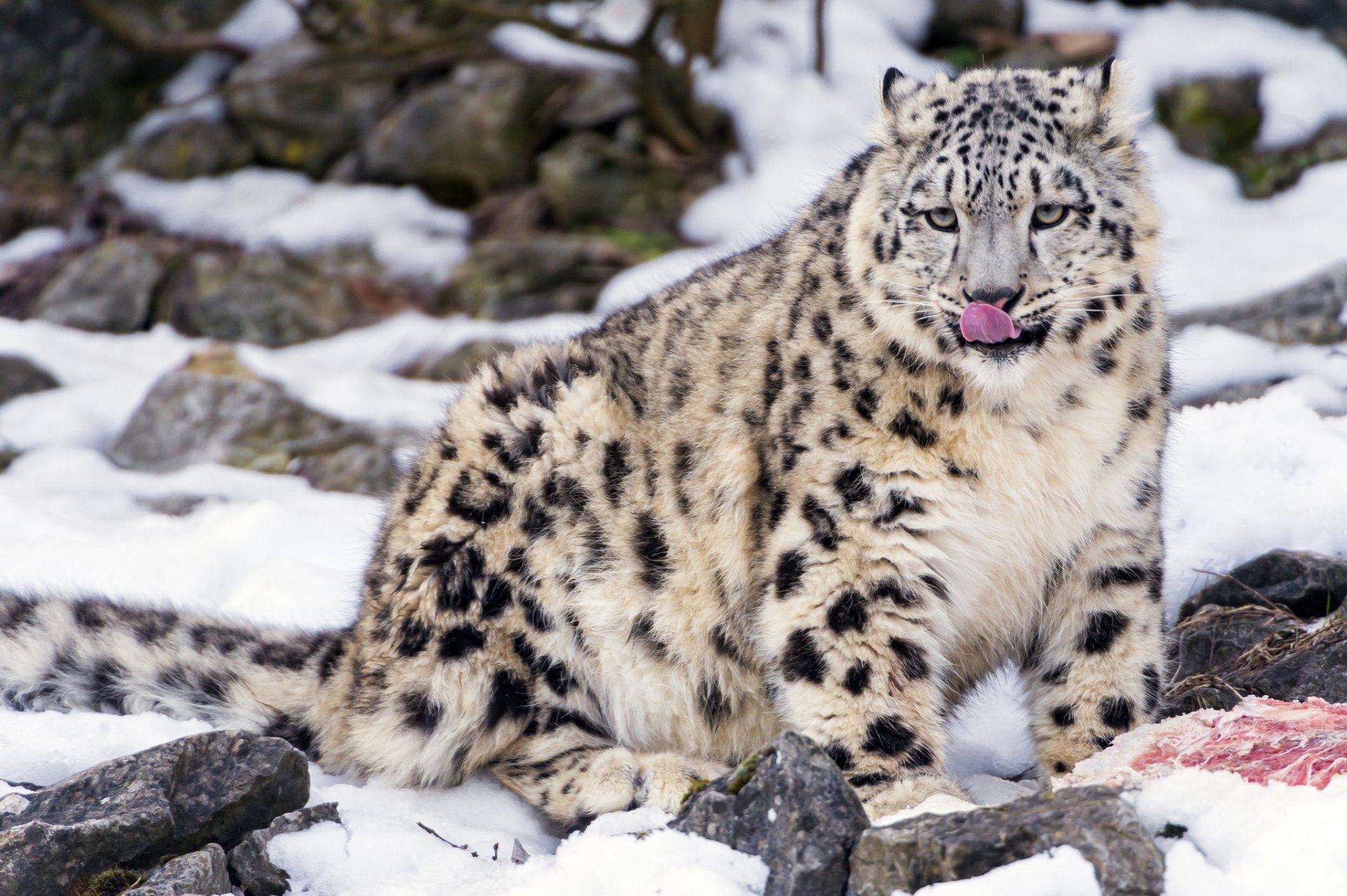 leopardo de las nieves irbis gato gatito lengua piedras carne nieve ©tambako the jaguar