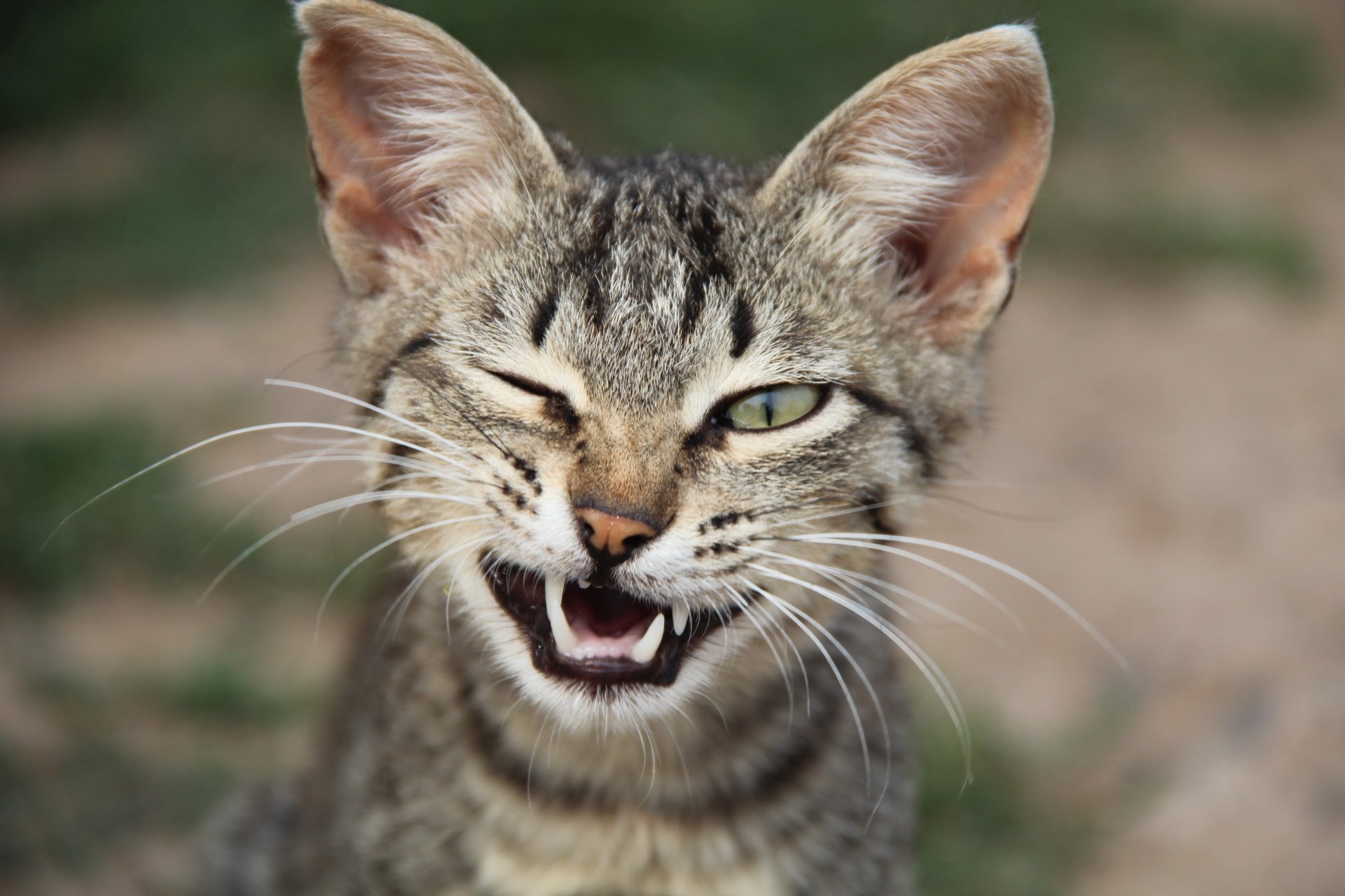 fangs mustache green eyes narrow pupil ear