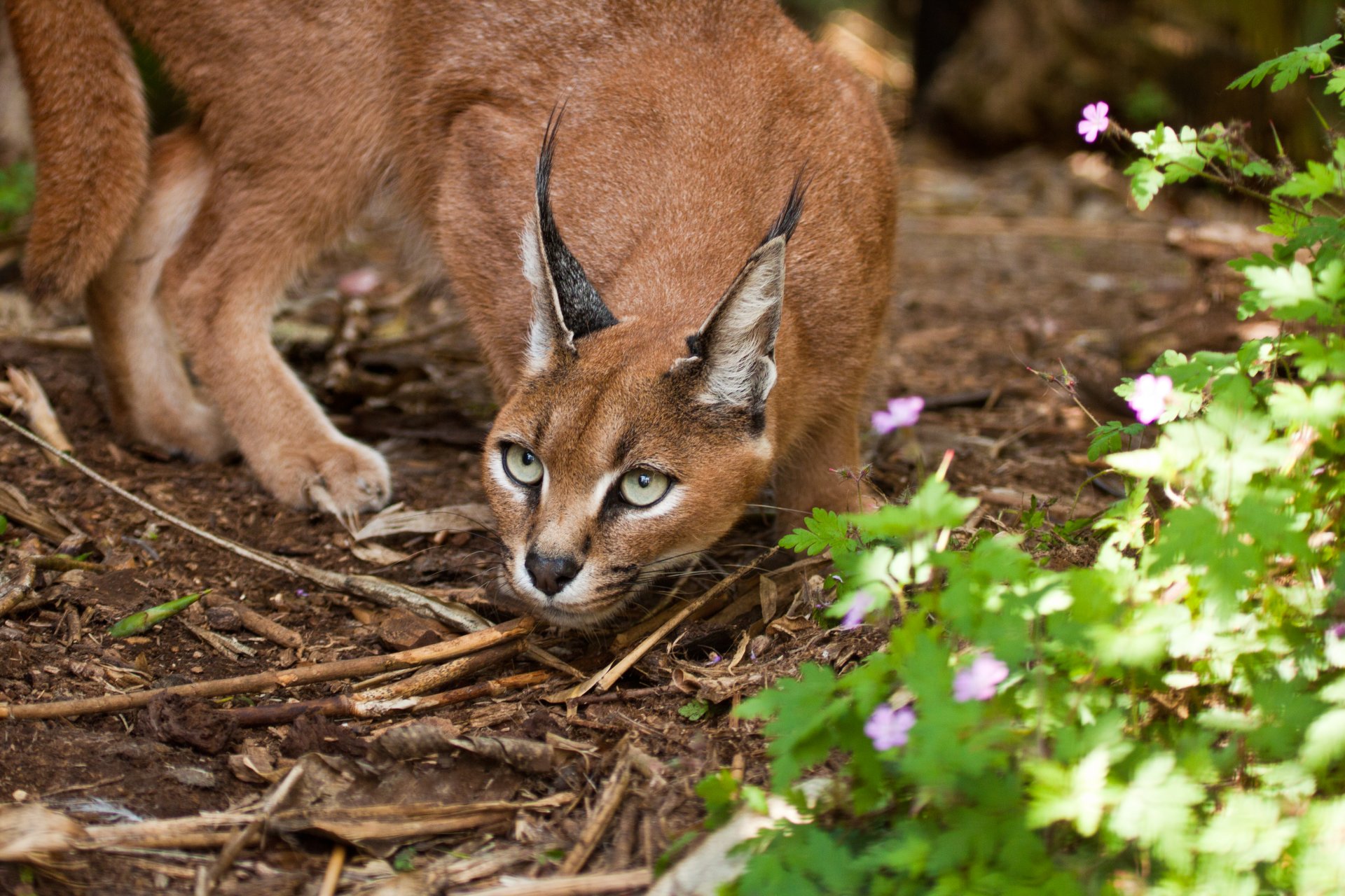 caracal steppe lynx cat gaze