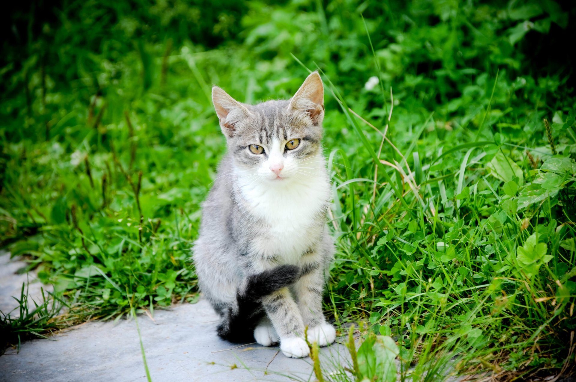 cat kotyara mustache feet tail nature background