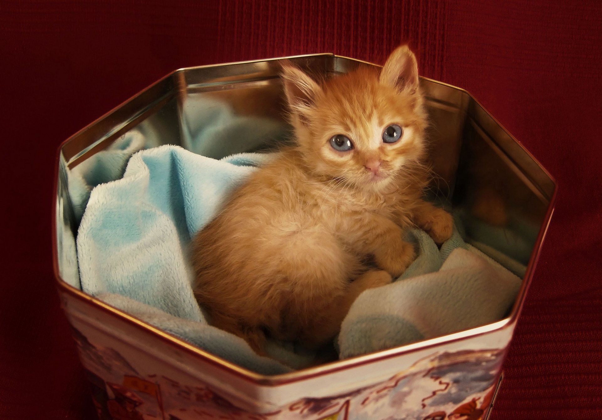 cat kitten red view is in a box