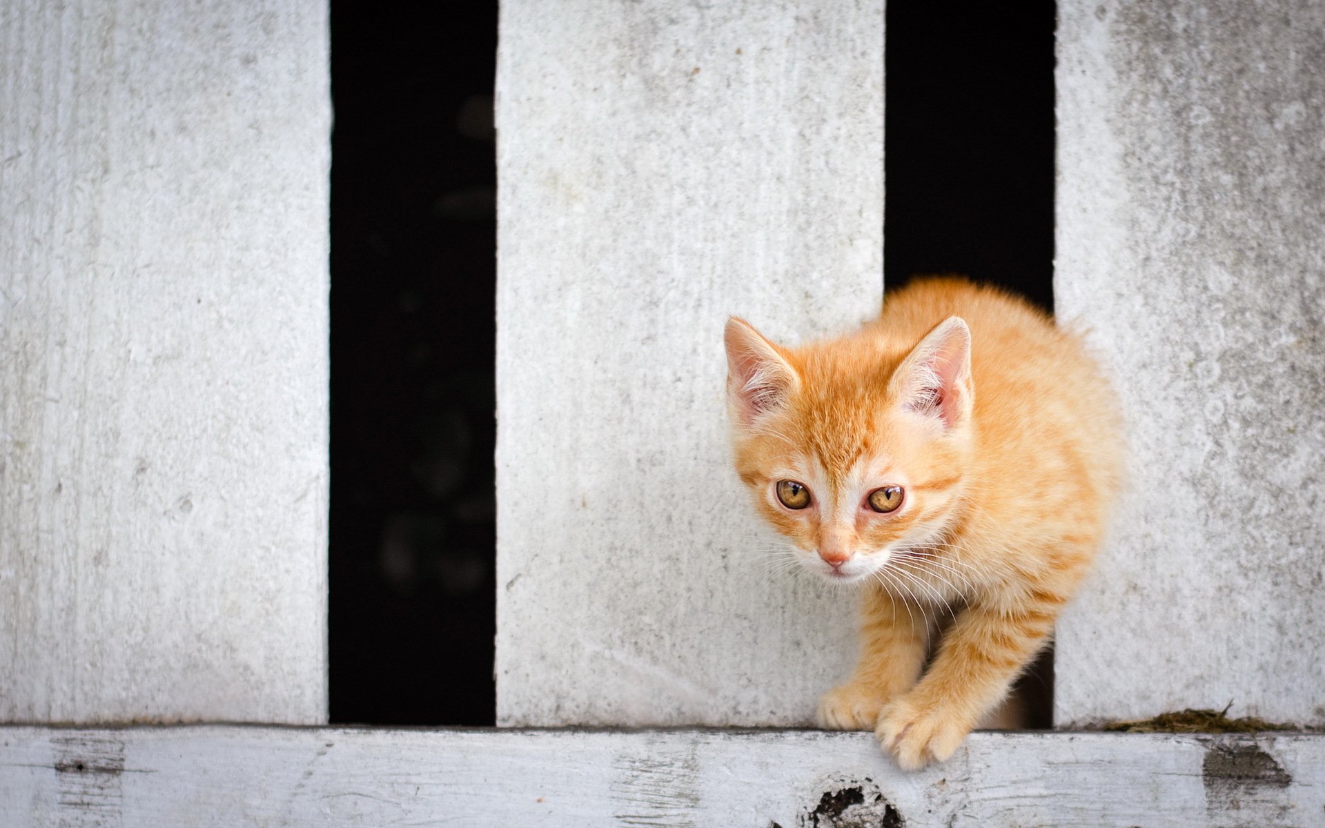 gato valla fondo