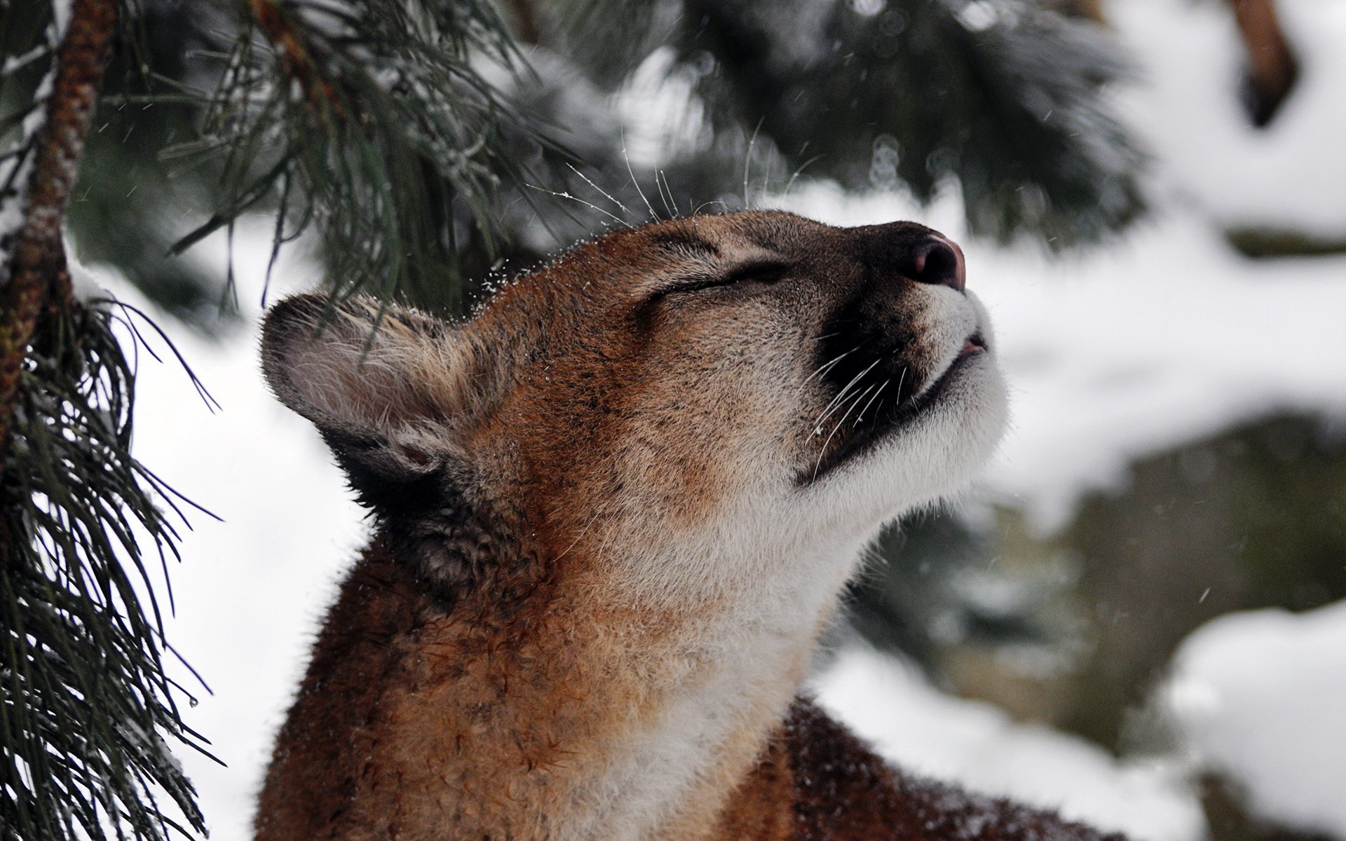 puma kuguar lew górski śnieg pysk wąsy drapieżnik gałąź sosna