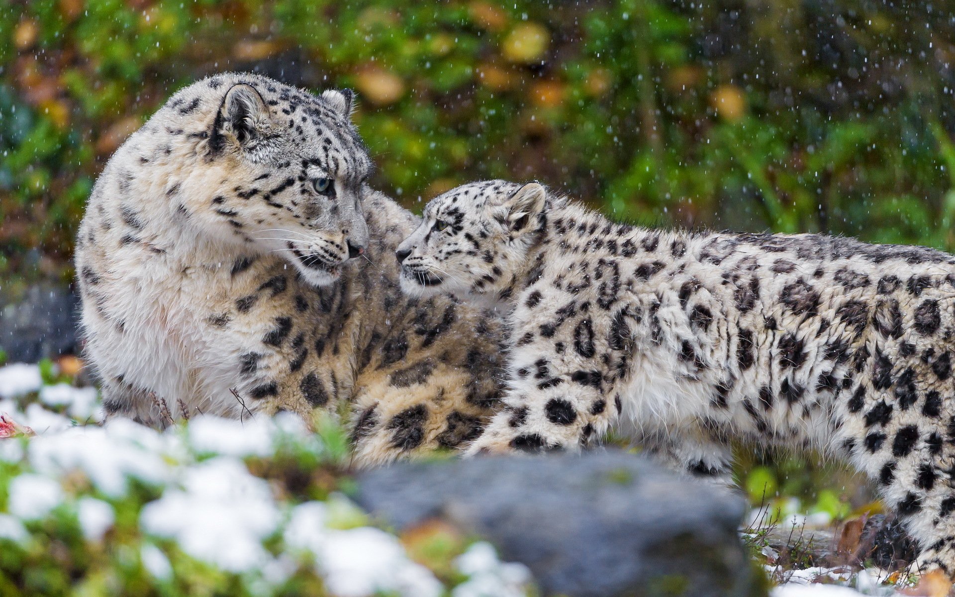 now leopard snow leopard mother couple family