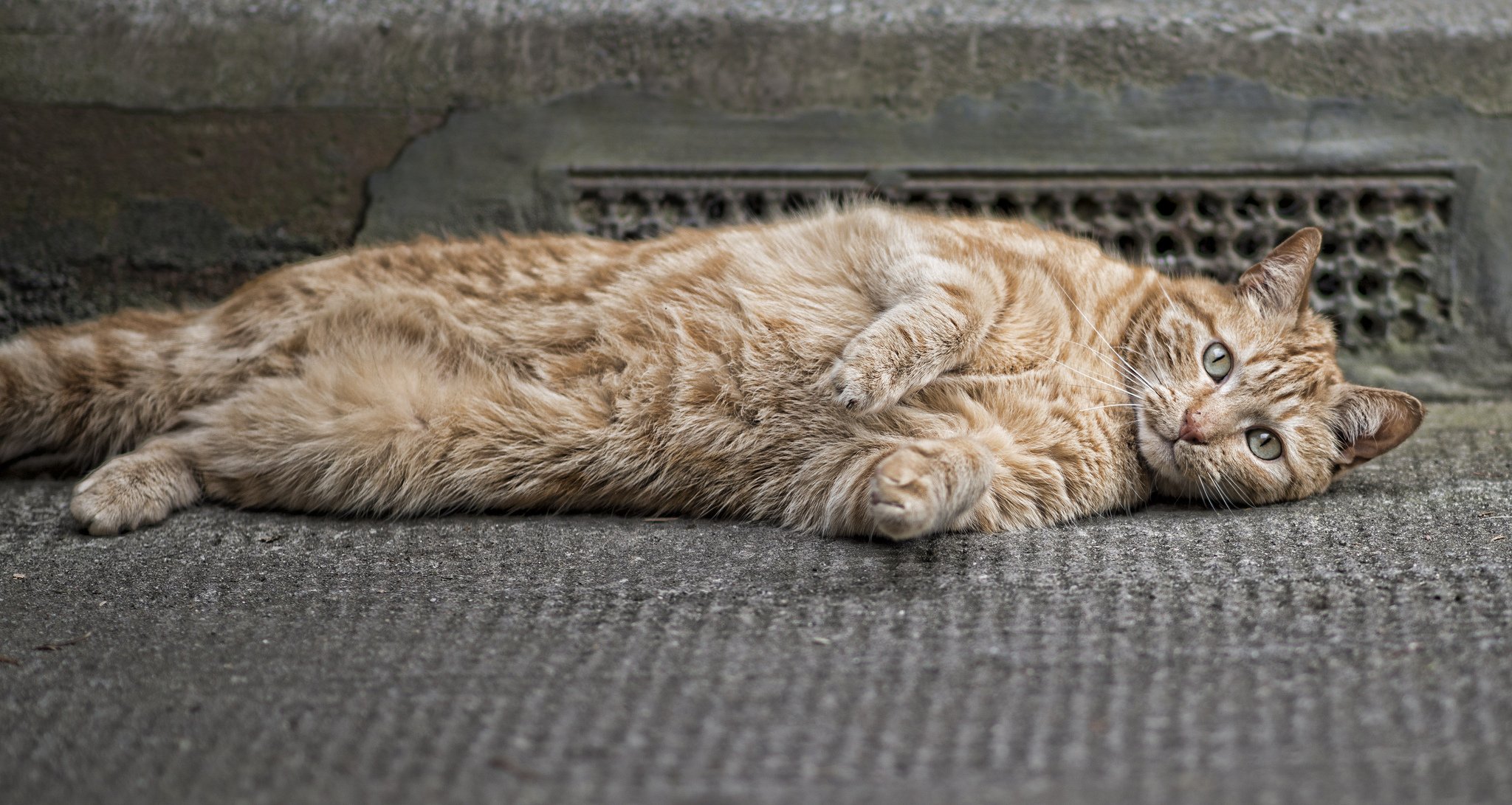 katze rot wolle pfoten schnauze augen ohren schnurrbart