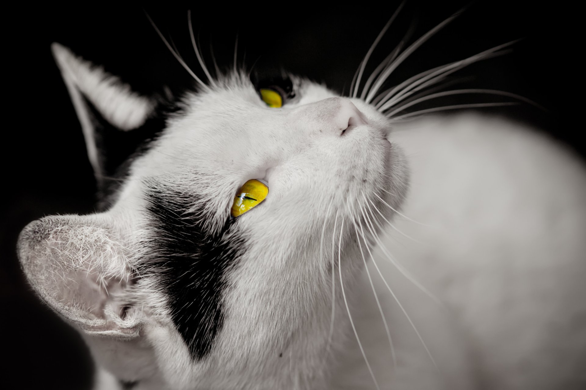 chat blanc taches noires yeux jaune regard