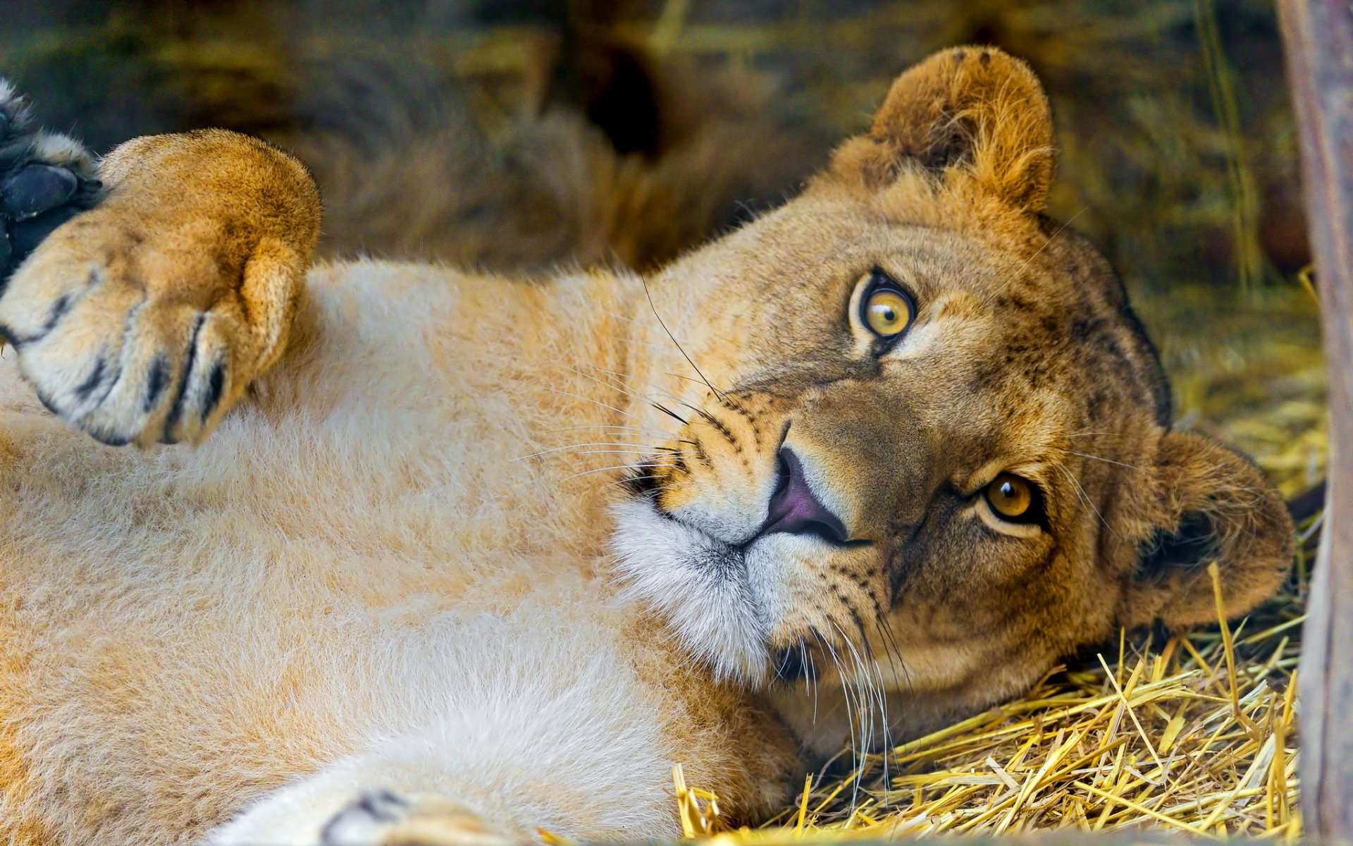 leo lioness face view