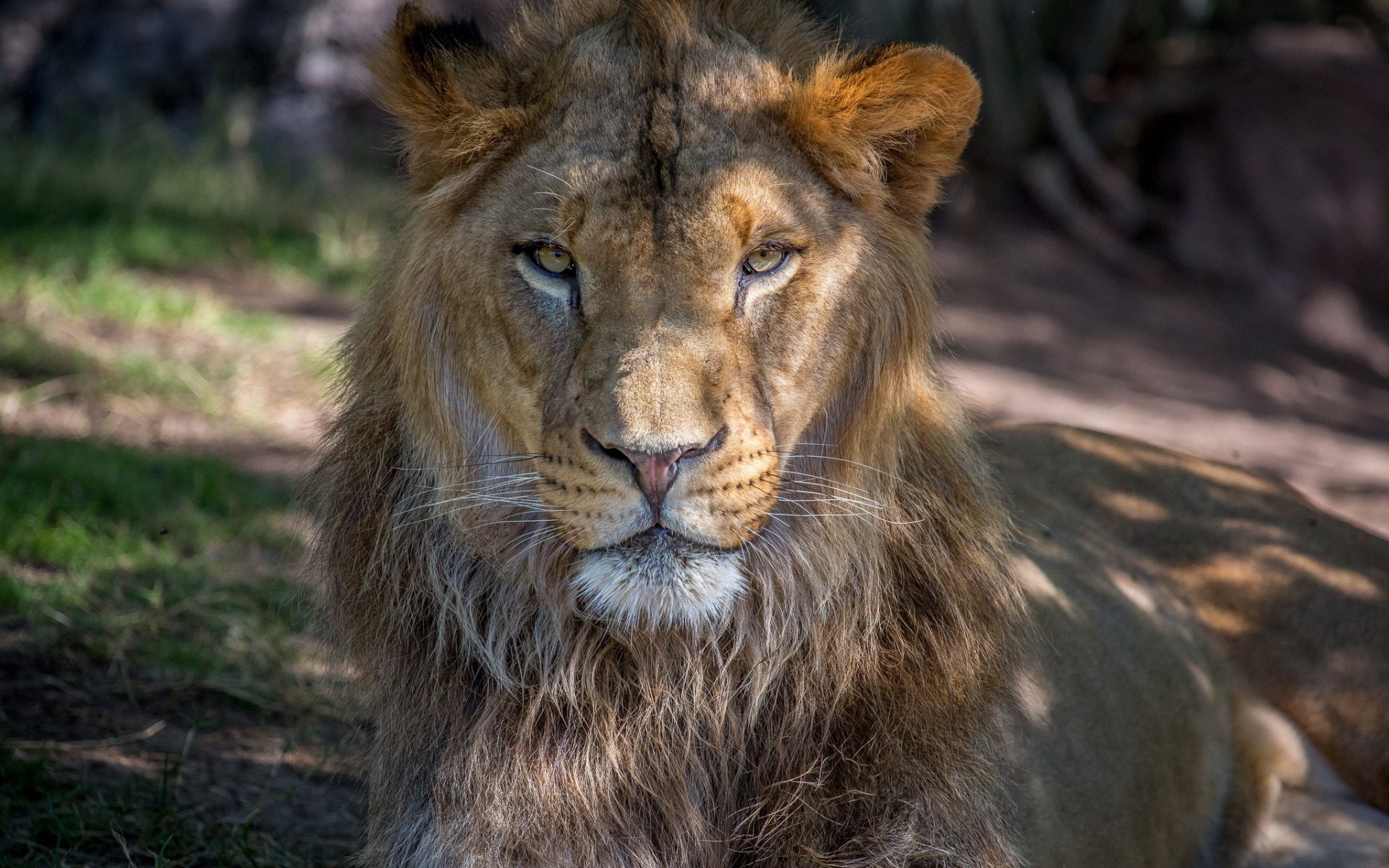 leone asiatico muso criniera predatore