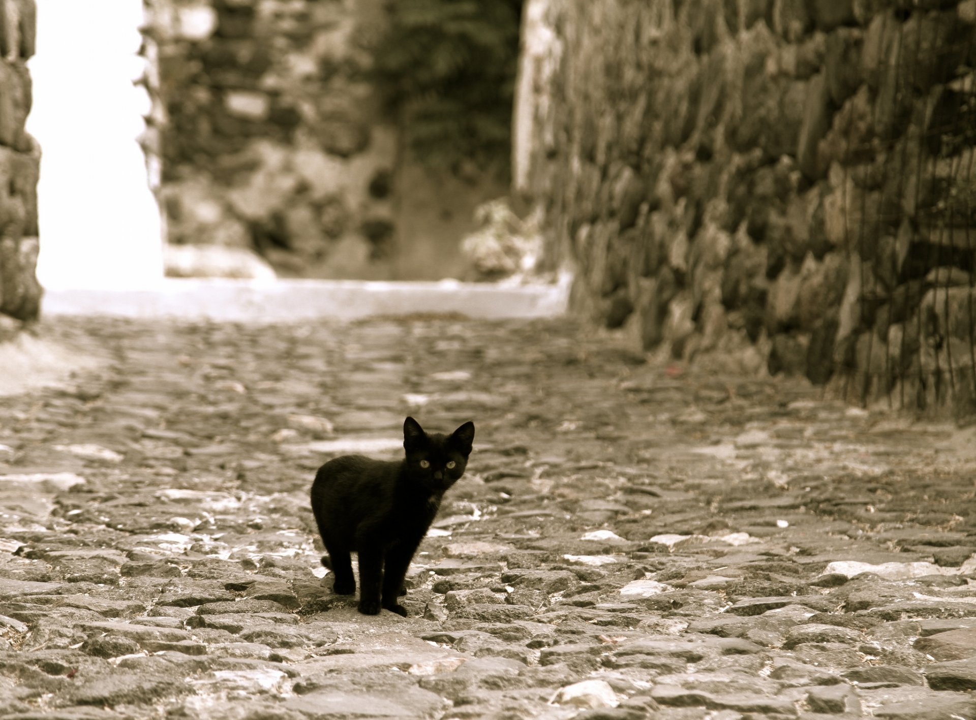 via gattino nero guarda