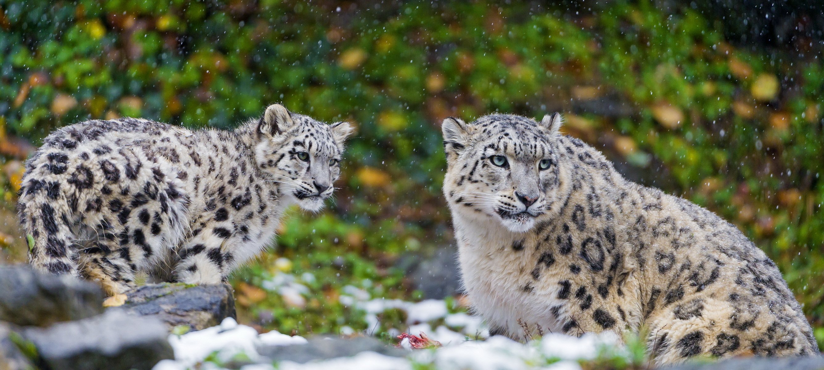 schneeleopard irbis raubtier familie paar mutter