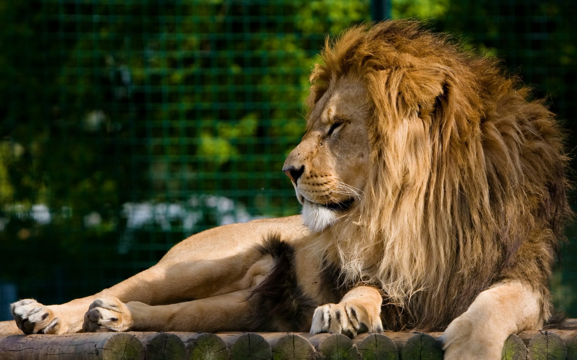 lion museau crinière prédateur repos