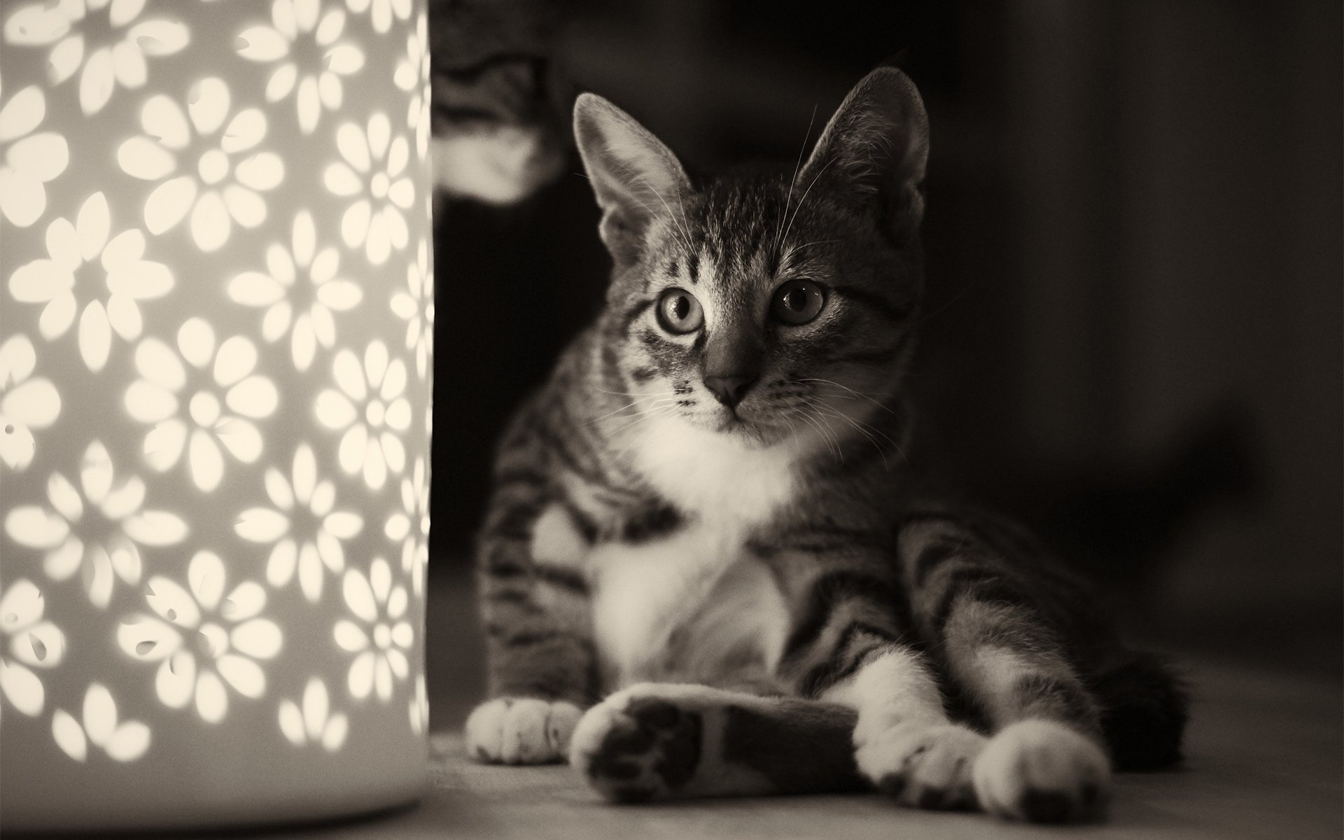 katze katze sitzend nachtlicht lampe blumen monochrom schwarz und weiß