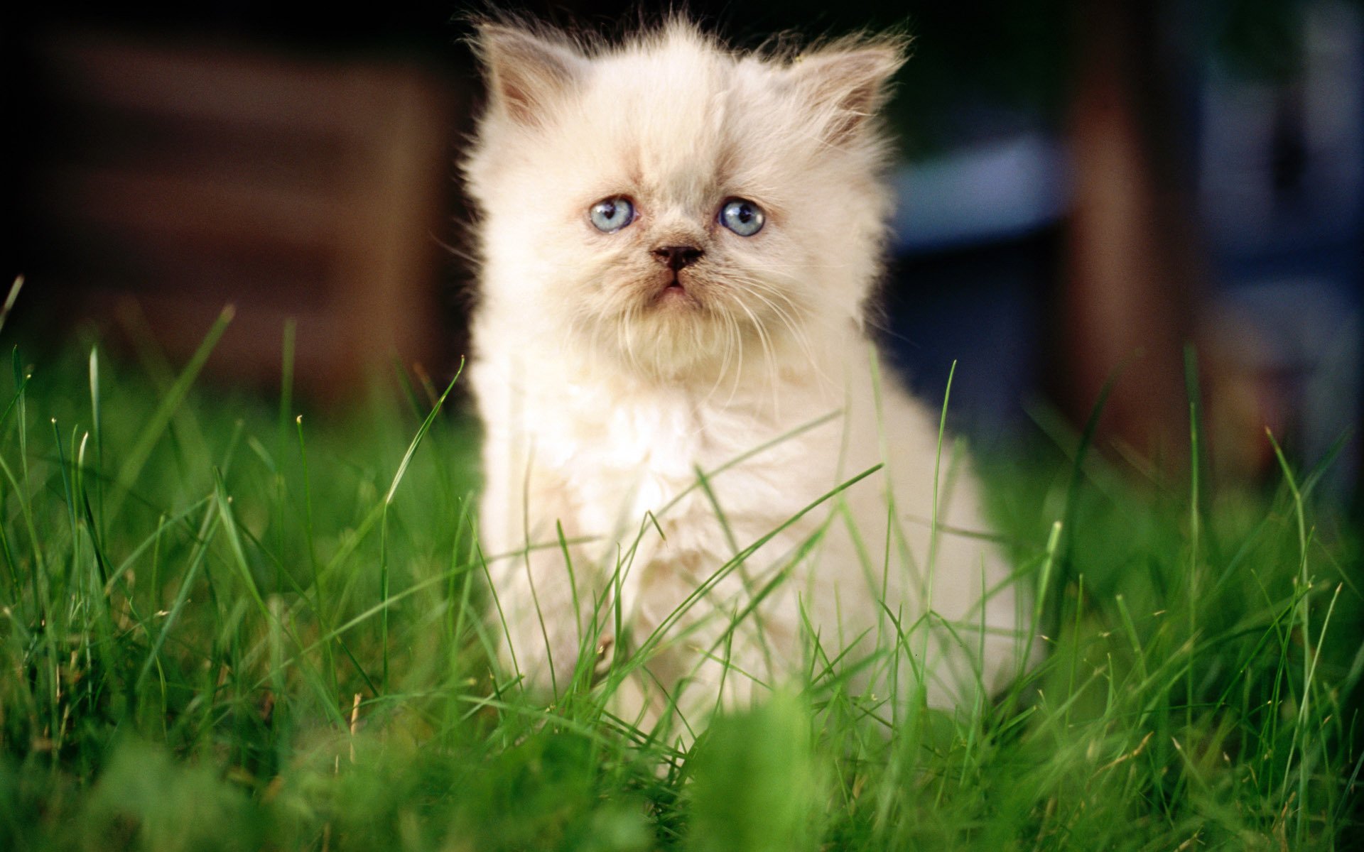 chat chat chaton blanc macro assis fond