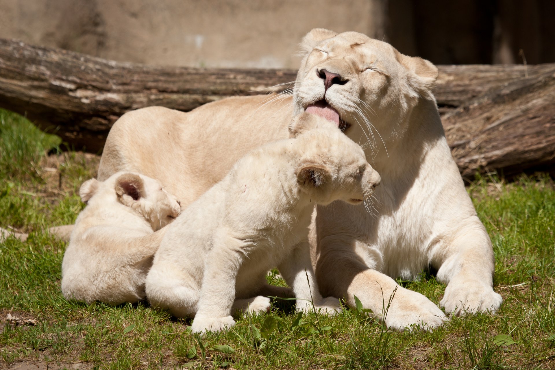 leoni bianchi leonessa cuccioli di leone gatti famiglia lavaggio lingua