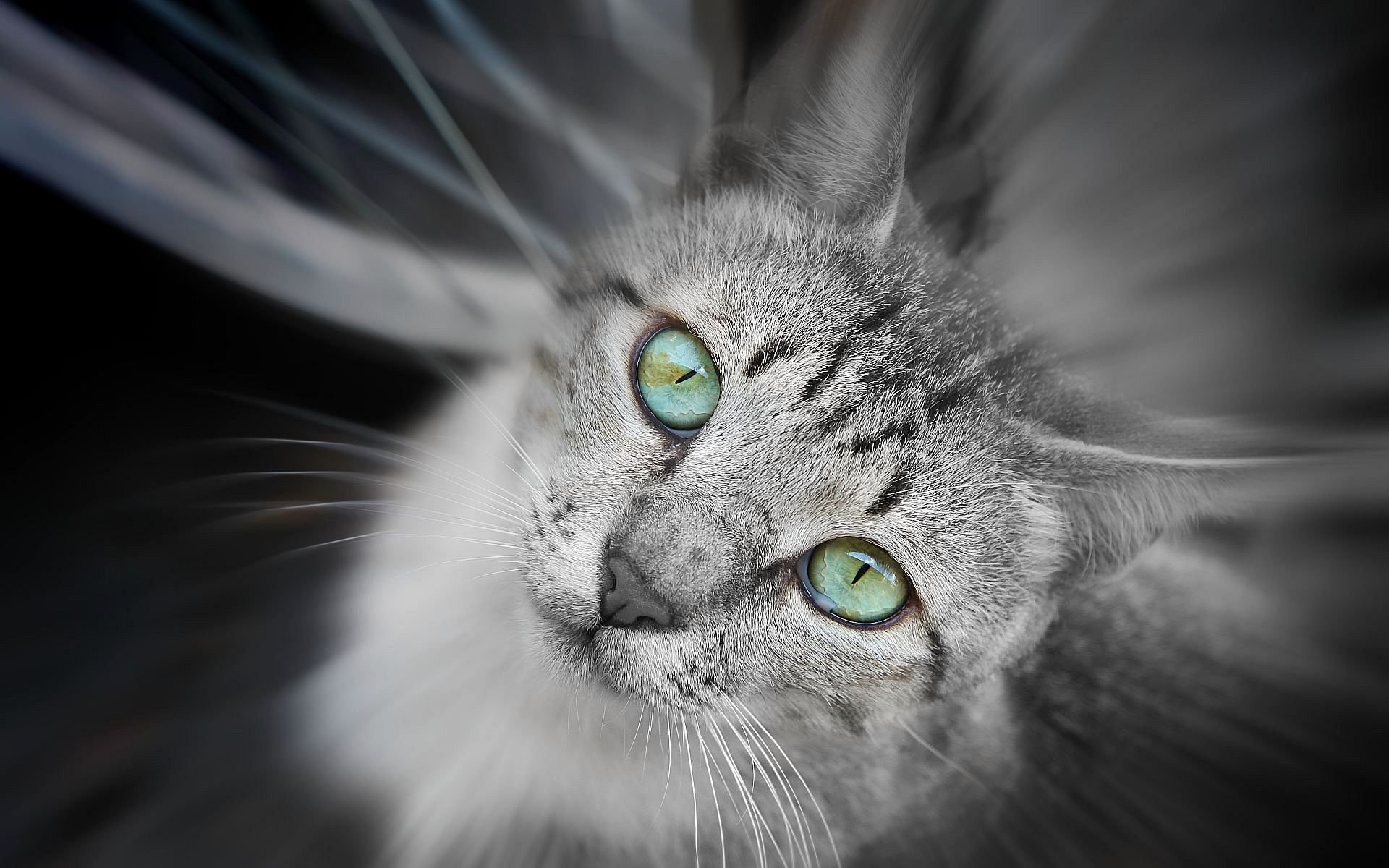 cat grey watches eyes green