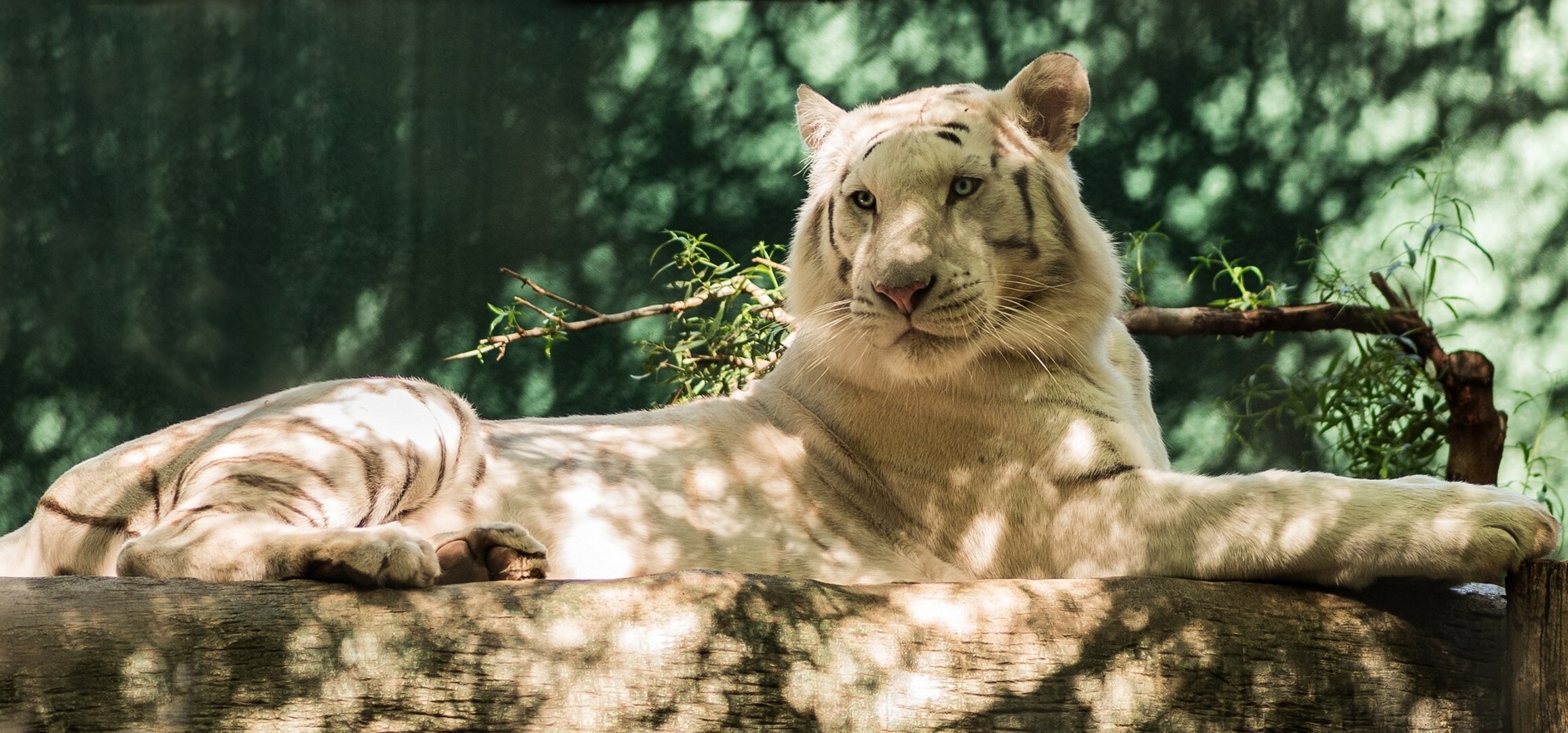 tigre bianca predatore tronco