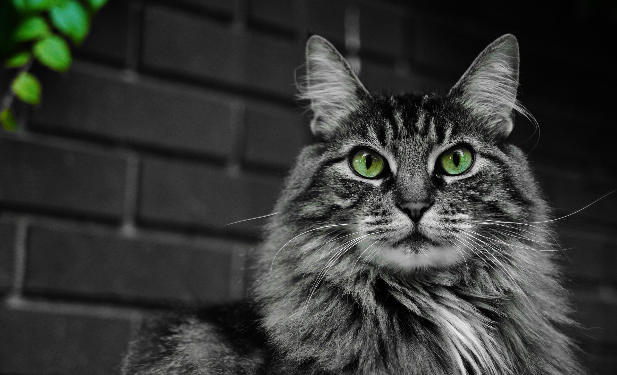 chat chat moelleux museau moustache yeux vert