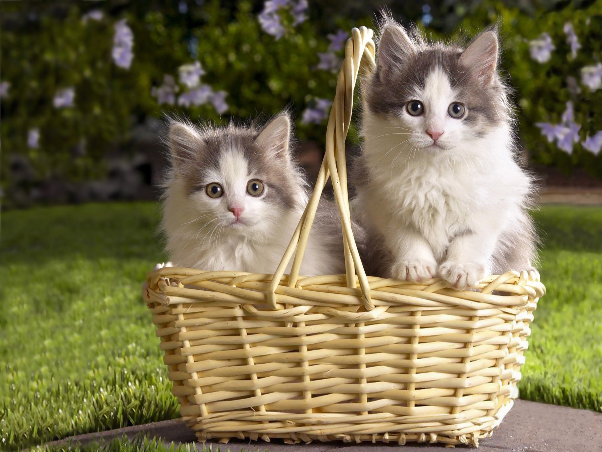 chatons panier herbe