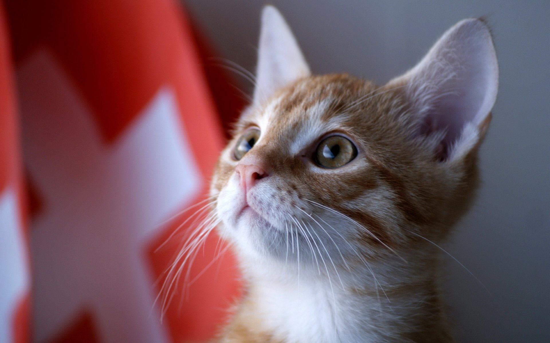 gato mirada ojos